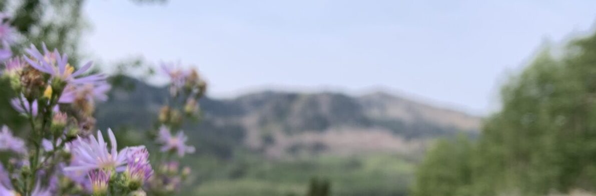flowers and mountain